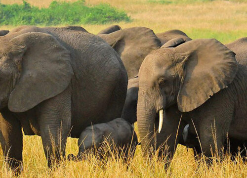 3 Days, 2 Nights, Queen Elizabeth National Park, Explosive Budget Safari