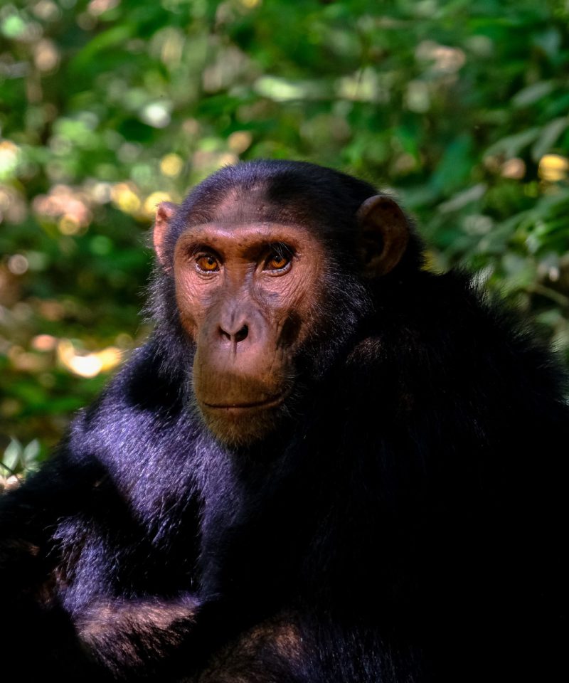 Chimp Tracking