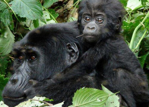 Drive and fly Gorilla safari 4 Days 3 Nights Southern Sector