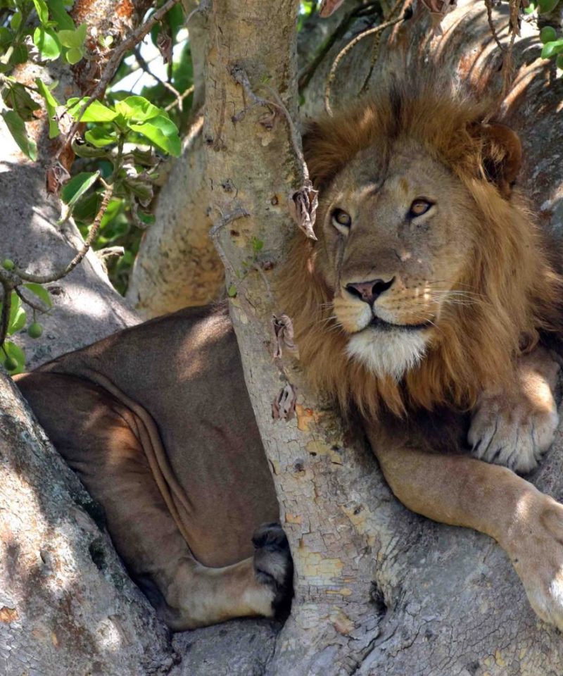 Tree climbing lions