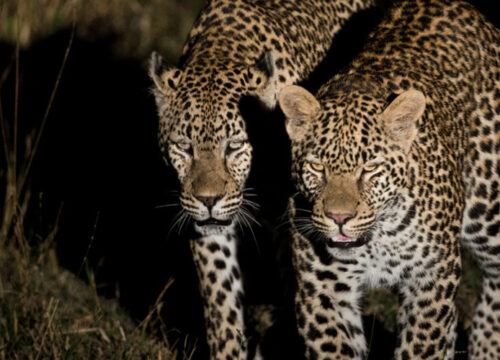 11 days 10 nights Featuring night safaris Apes Primates & adventure